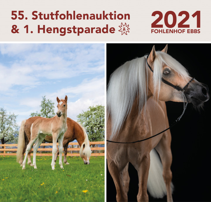 Stutfohlenauktion 2021