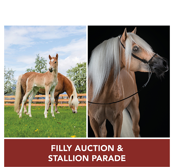 Filly auction 2021