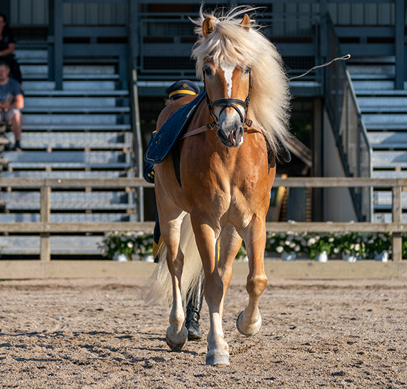 Filly auction 2021
