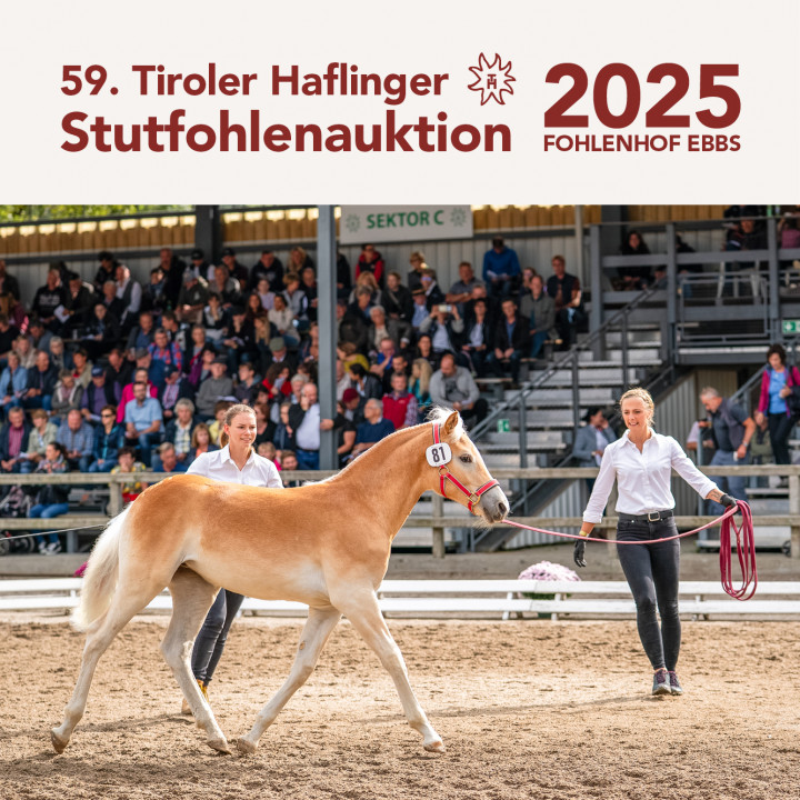 Stutfohlenauktion 2024